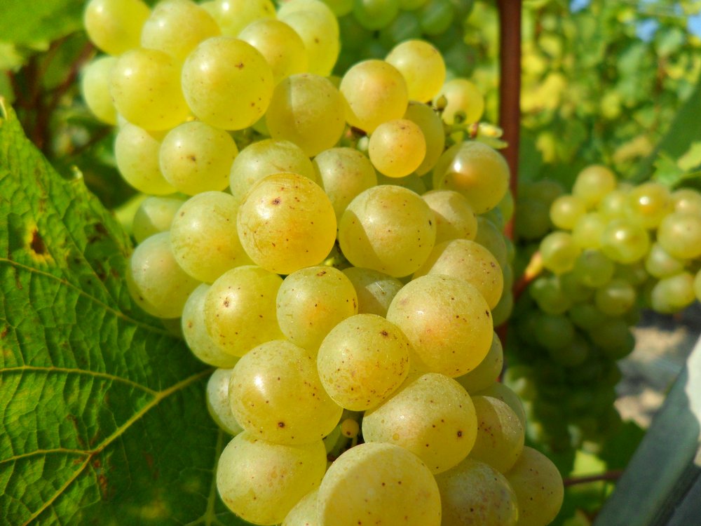 Grappe de Chardonnay dans les vignes de Chouilly